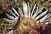 21 Cavalletta su carlina